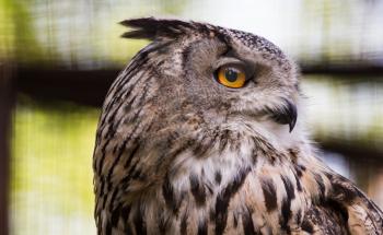 Portrait of an eagle owl at the zoo .