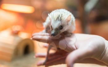 Hedgehog in his hand at the zoo