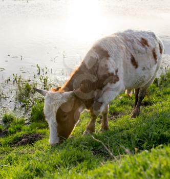 A cow grazes on a green meadow near a lake .