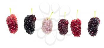 Mulberry berry on a white background. macro