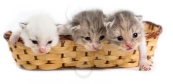 Three newborn kitten in a basket on a white background .