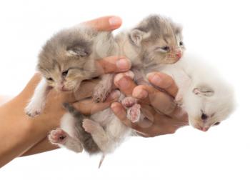 Three newborn kitten in a hand on a white background .
