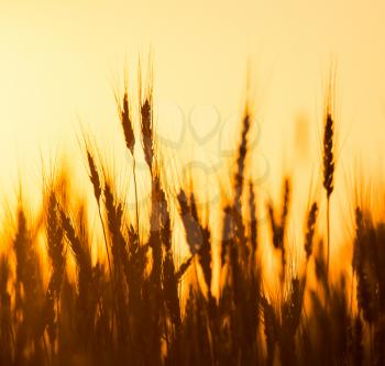 Ears of wheat on the background of a golden sunset .
