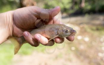 A fish in the hand of a fisherman in nature .