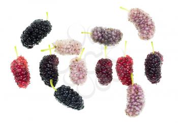 Mulberry berry on a white background. macro