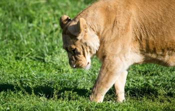 Lioness on the grass in the wild .