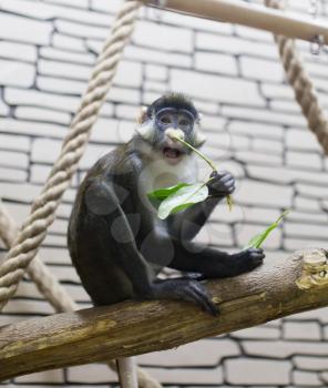 Monkey eats green leaves at the zoo