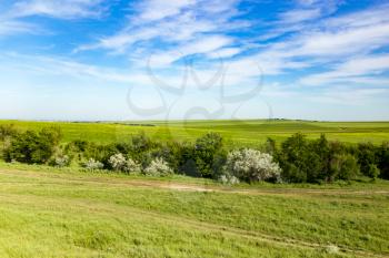 Nature in the steppe of Kazakhstan in the spring .