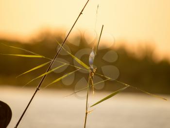Bulrush hanging on a lure at sunset .