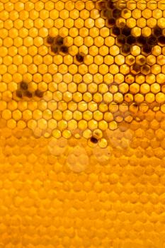 honey comb with honey as a background .