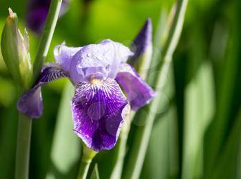 Beautiful blue iris flower in a park in the nature