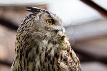 Owl eats chicken at the zoo for lunch