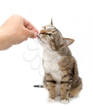 Man is feeding with a cat's hand on a white background .
