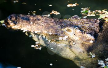 Head of a crocodile in a pond at the zoo .