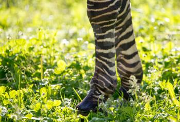 Legs of a zebra on green grass outdoors .