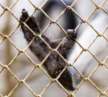 Paw monkey in a cage in the zoo .