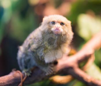 The smallest monkey in the nature at the zoo