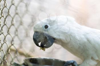 Portrait of a white parrot in a cage .