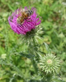 Bee pollinating thistle