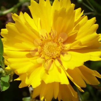 Coreopsis on green grass background