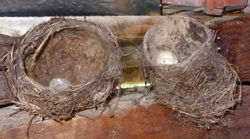 Nest with birds eggs with cobweb