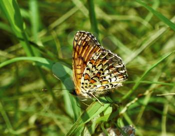 Butterfly on green grass background