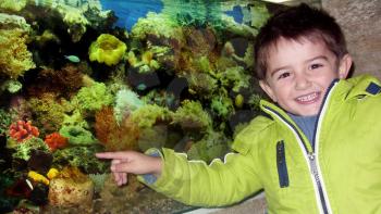Cute boy pointing with finger fishes in the aquarium
