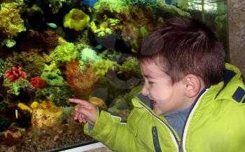 Cute boy pointing with finger fishes in the aquarium