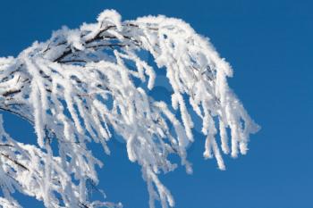 Royalty Free Photo of a Snow Covered Branch