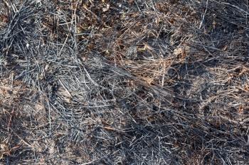 Royalty Free Photo of a Bunch of Dry Grass