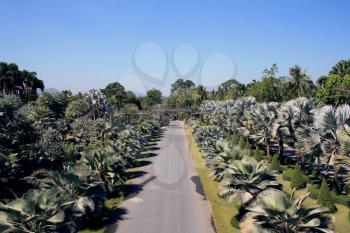 Royalty Free Photo of a Road Amongst Palm Trees