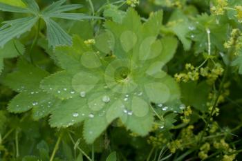 Royalty Free Photo of Dew Drops of Leaves