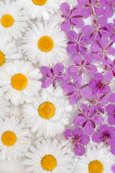 Royalty Free Photo of a Bunch of Flowers