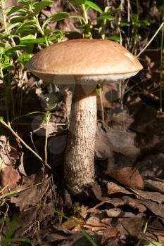 Royalty Free Photo of a Mushroom