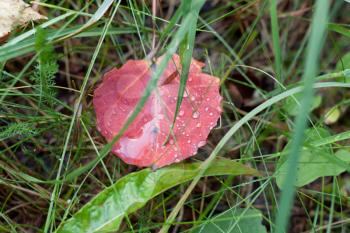 Royalty Free Photo of a Red Leaf in Grass