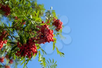 Royalty Free Photo of a Branch of Rowanberries