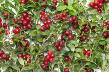 Royalty Free Photo of Branches of Cowberries