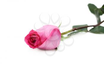 Royalty Free Photo of a Pink Rose