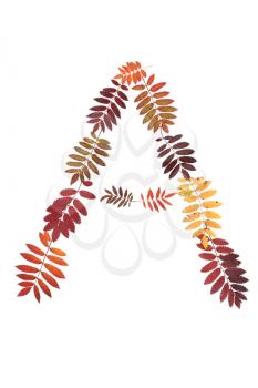 Royalty Free Photo of a Letter A in Leaves