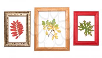 Royalty Free Photo of Leaves in Picture Frames