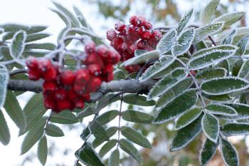 Royalty Free Photo of Frost on a Rowanberry Branch