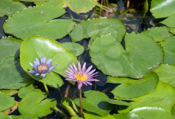 Royalty Free Photo of Lilypads