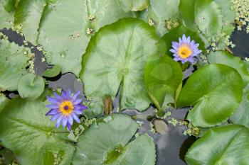 Royalty Free Photo of a Bunch of Lilypads