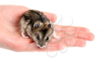Royalty Free Photo of a Person Holding a Hamster