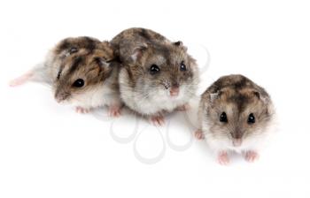 Royalty Free Photo of Three Hamsters