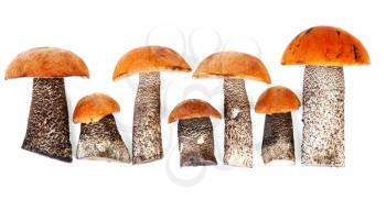 Royalty Free Photo of Timber Mushrooms