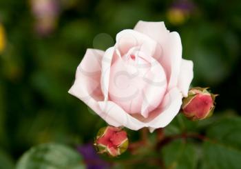Royalty Free Photo of Roses in a Garden