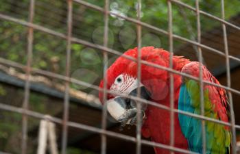 Royalty Free Photo of a Parrot in a Cage