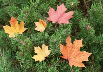 Royalty Free Photo of Maples Leaves in a Pine Tree
