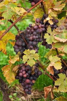 Royalty Free Photo of Grapes on the Vine